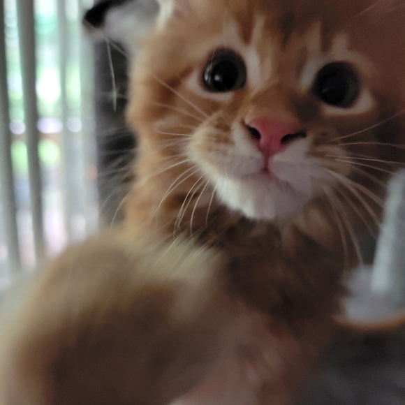 Meet your Posher, Sharon - Picture 7 of 12